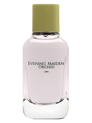 Evening Maiden Orchid Zara