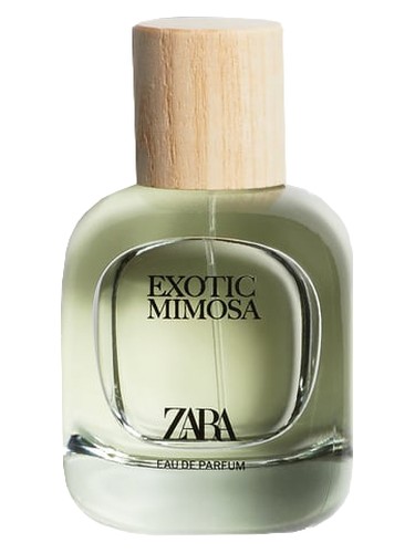 Exotic Mimosa Zara