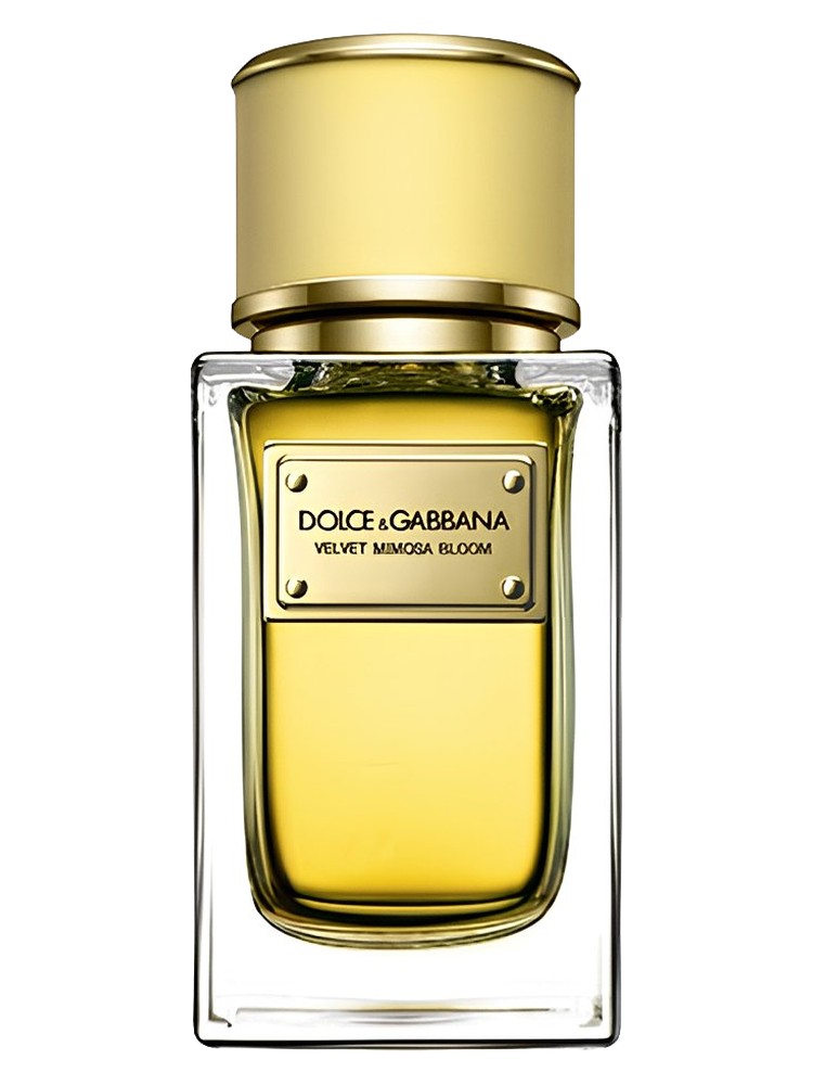 Velvet Mimosa Bloom Dolce&Gabbana — аромат