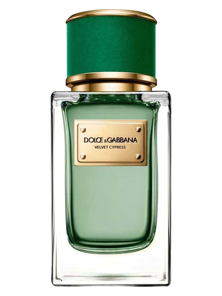 Velvet Cypress Dolce&Gabbana — аромат