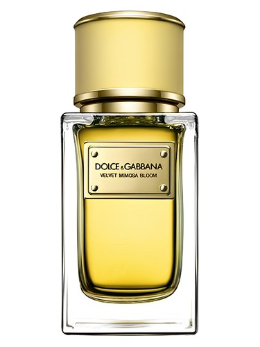 Velvet Mimosa Bloom Dolce&Gabbana — аромат