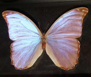 Butterfly Bud Parfums — аромат