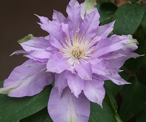 Fleur De Lilac Bud Parfums — аромат
