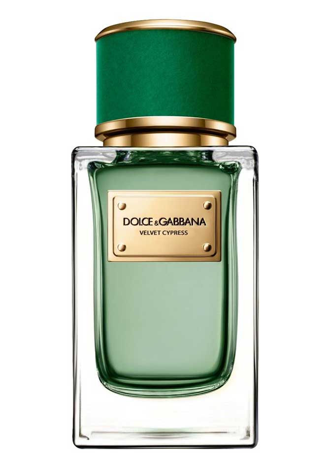 Velvet Cypress Dolce&Gabbana — аромат