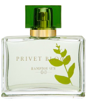 Privet Bloom Hampton Sun — аромат