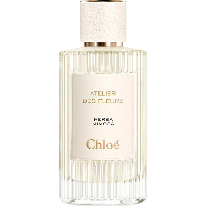 Herba Mimosa Chloé — аромат